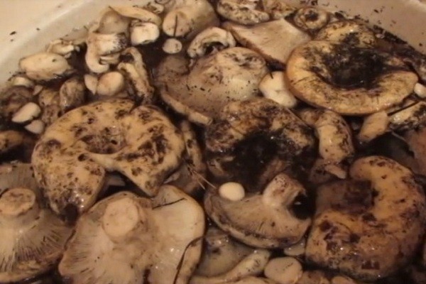залить грибы водой